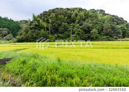 Paddy rice field Paddy rice field 32603588