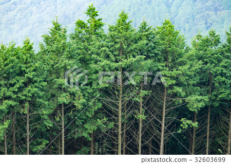 Forest Forest 32603699