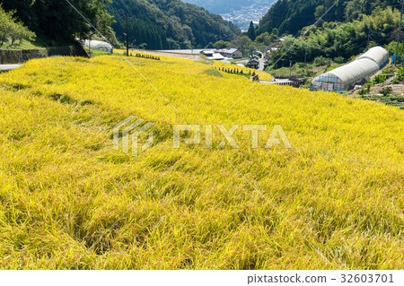 Autumn rice field Autumn rice field 32603701