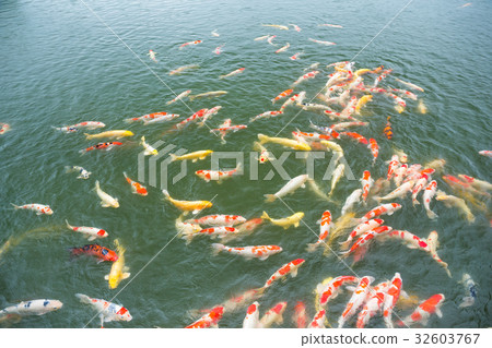 Koi fish pond 32603767