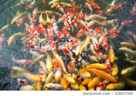 Koi fish swimming Koi fish swimming 32603769