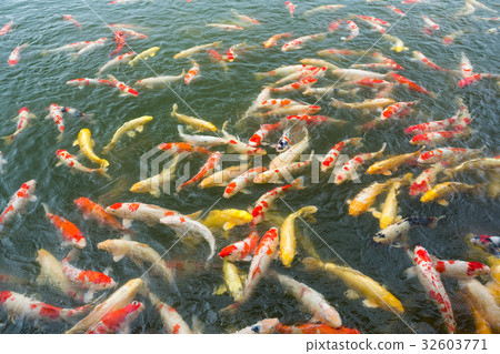 Carp fish Carp fish 32603771