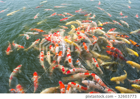 Feeding Koi fish in the pond Feeding Koi fish in the pond 32603773