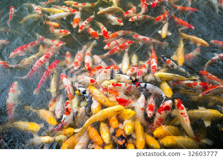 Koi swimming in a water garden Koi swimming in a water garden 32603777