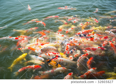 Koi fish in pond in the garden 32603827