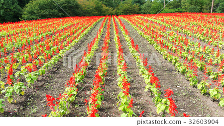 Red Salvia farm Red Salvia farm 32603904