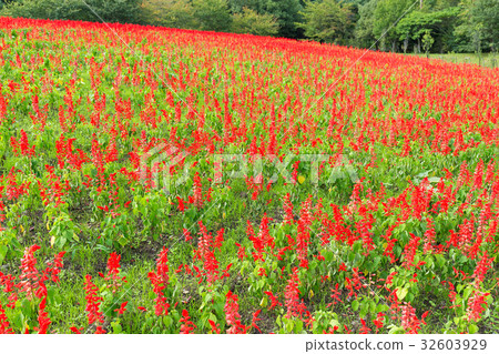 Red Salvia farm 32603929