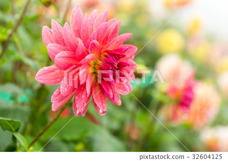 Chrysanthemum 32604125