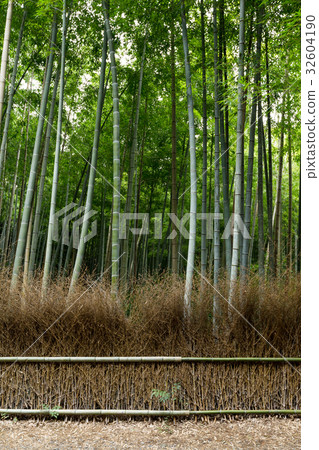 Lush bamboo forest Lush bamboo forest 32604190