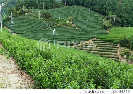 Fresh tea farm 32604240