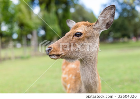 Close up of deer Close up of deer 32604320