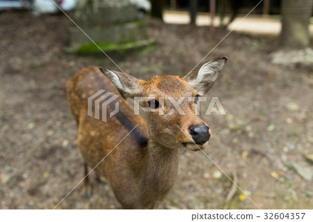 Cute deer 32604357