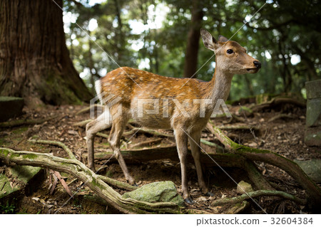 White tailed deer 32604384
