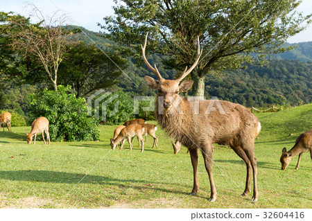 Stag deer 32604416