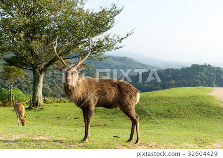 Wild stag deer 32604429