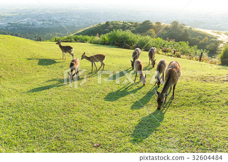 Many deer eating grass 32604484
