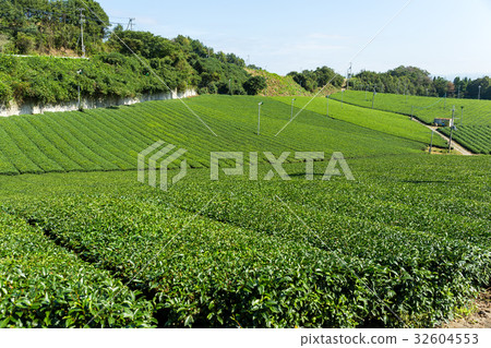 Fresh Green tea farm Fresh Green tea farm 32604553