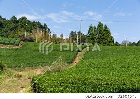 Green Tea field 32604573