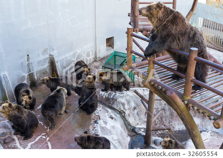 Cute Bear in zoo Cute Bear in zoo 32605554