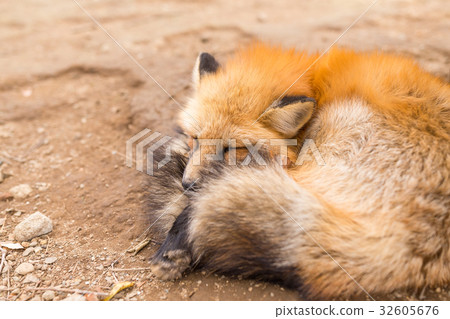 Red fox fall asleep 32605676