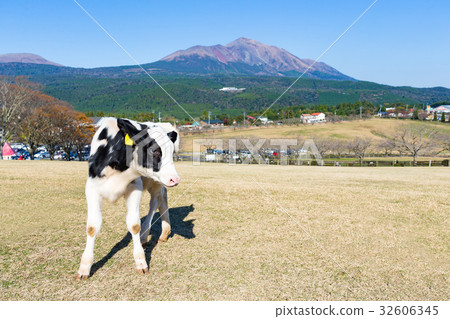Cow farm 32606345
