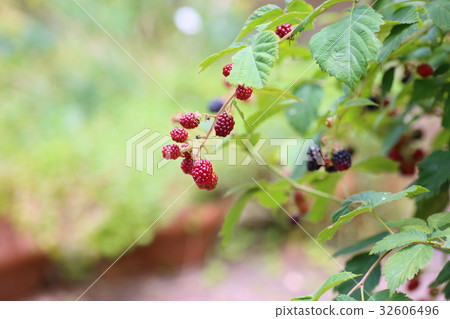 黑莓果實 黑莓果實 32606496