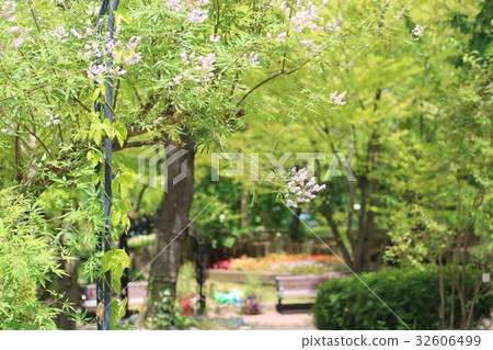 胡蘿蔔胡蘿蔔花 32606499