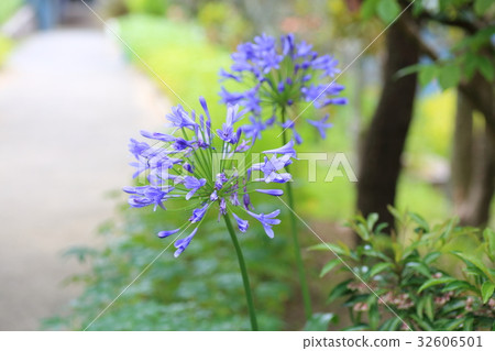 百子花 百子花 32606501