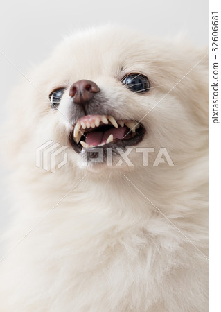 White pomeranian getting angry 32606681