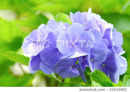 燈泡花，靛藍，花，植物 32610902