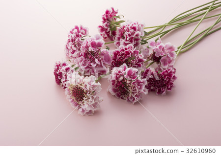 Matsumushisou 32610960