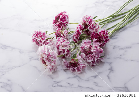 Matsumushisou 32610991