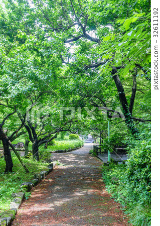 Atami plum garden walkway after the rain 32611192