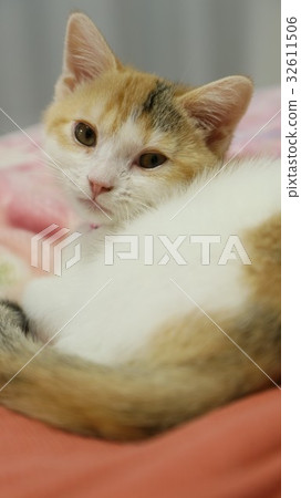 Kitten turning around Kitten turning around 32611506