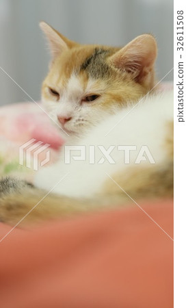 Sleepy kitten Sleepy kitten 32611508