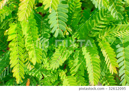 Close up green tamarind leaves 32612095