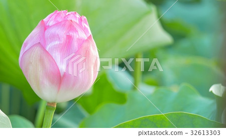 Lotus leaf Lotus leaf 32613303