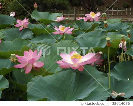 Ogajas桃紅色花在千葉公園的 照片素材 圖片 圖庫