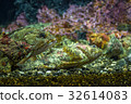 蝎子魚 32614083