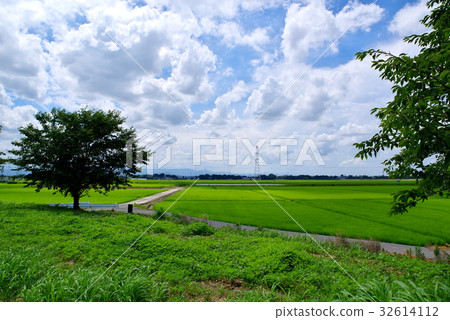 Rice paddies spreading in July Green and unstable blue sky Wide angle f Rice paddies spreading in July Green and unstable blue sky Wide angle f 32614112