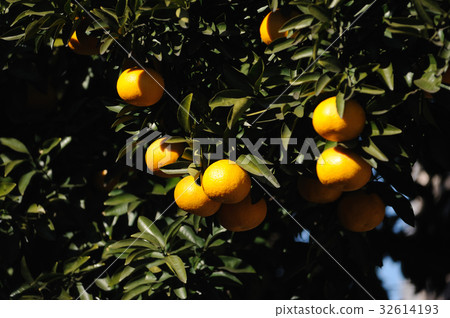 橙色橙色夏天橙色柑橘 32614193