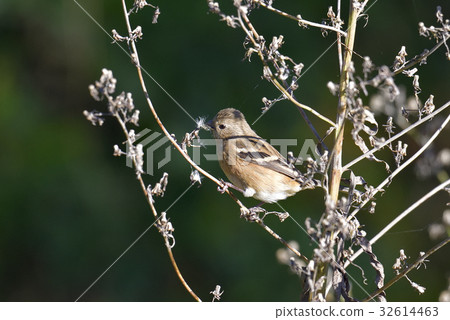 Benimasiko Benimasiko 32614463