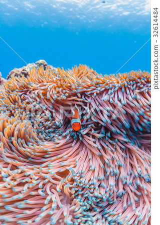 小海魚生活在海葵沖繩縣·慶良間群島·座間味海 32614484