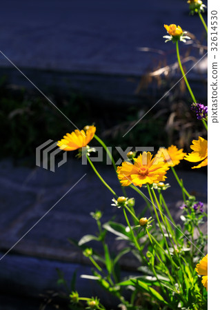 樹枝，早晨，光，黃色 32614530