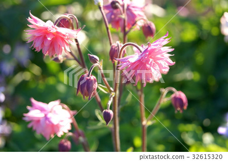 Oedamaki（Yae / Pink） 32615320