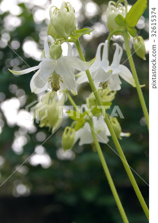 海參（白色） 32615374