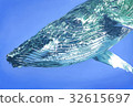 Humpback whale illustration 32615697