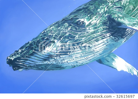 Humpback whale illustration 32615697