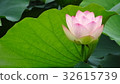 Flowering lotus and lotus leaf Nagai Botanical Garden Lotus Festival 32615739