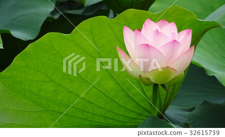 Flowering lotus and lotus leaf Nagai Botanical Garden Lotus Festival 32615739